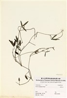 藏品(澎湖大豆)的圖片